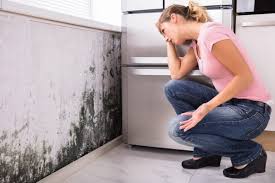 Why You Should Choose Our Mold Remediation Services in Hampton Manor, NY